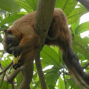 Local wildlife on Borneo volunteering holiday