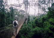 Rainforest visit whilst teaching English in Ghana