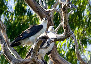 Birds, Wetland tour