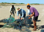 net removal, turtle volunteering in Australia