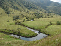 Fields, Western Ghats tea & coffe tour