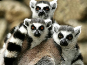 Madagascar