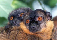 Brown Lemur, Lemur conservation & research expedition