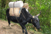 Himalaya trekking holiday, Sikkim