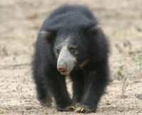 Sloth bear, wildlife holiday in Sri Lanka