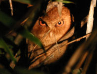 Owl, Bird watching holiday in Sri Lanka