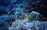 Scuba diving in the Red Sea on Egypt tour