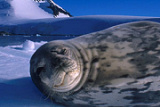 Wildlife on Antarctica expedition