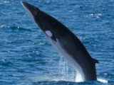 Whale watching on Arctic cruise