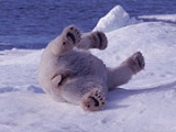 Bear playing on Arctic cruise