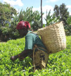 Tea grower, day tours in Tanzania