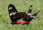 Crimson Rose butterfly on Sri Lanka holiday