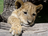 Wildlife on Africa overland adventure