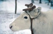 Reinderr, Family Christmas holiday in Lapland