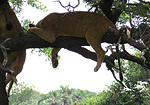Leopard on wildlife training holiday in South Africa & Swaziland