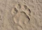 Paw print on wildlife training holiday in South Africa & Swaziland
