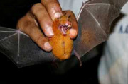 Bat conservation on wildlife conservation holidays in Swaziland