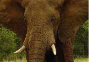 Elephant on wildlife conservation holidays in Swaziland