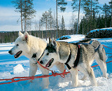 Huskies on Finland family winter adventure