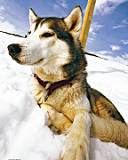 Huskies on Lapland family retreat, tailormade