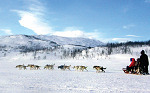 Huskies on Lapland family activity holiday and ice hotel