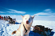 Husky safari, Norway