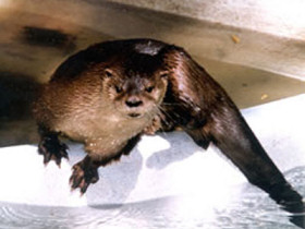 Otter project