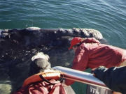 Whale research, marine conservation volunteering