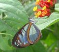 Butterfly farm on day tour from Quito