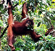Orangutan, Borneo holiday