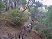 Walking through woodland on Greek Island walking holiday in Lesvos