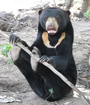Bear, volunteer at a bear rescue centre