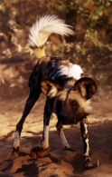 Wild dog, Wild dogs in Namibia 