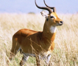 Impala on Community volunteering in Uganda