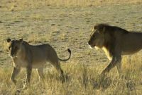 Lions, Volunteering with big cats in Namibia & Botswana