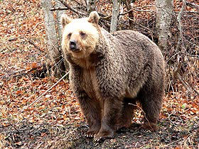 Slovakia Animals