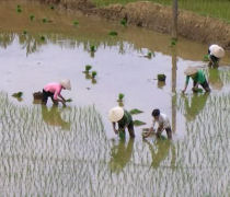 Halong bay, rice paddies