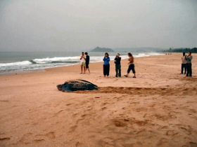 Cheap Holidays to Turtle conservation in Ghana from 450 GBP provided by Responsible Travel