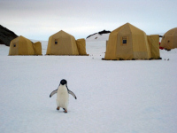 Penguin, Antarctica