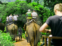 Elephant trekking