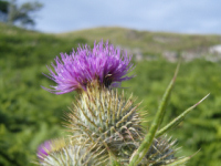 Tailor made holidays, Scottish Highlands