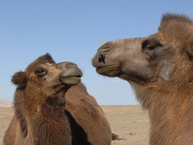 Gobi desert holiday, Mongolia