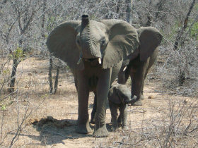 africa