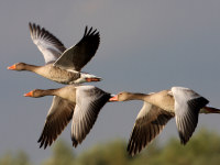 Republic of Birds