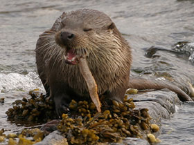 Shetland