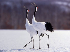 Hokkaido winter holiday in Japan