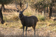 Spotted deer, Tour in Ranthambore National Park