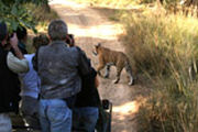 Tiger observation, Tour in Ranthambore National Park