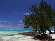 Tree at Rum Point, Cayman Islands. Photo by Cayman Islands Tourist Board