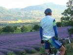 Lavender fields cycling holiday in the South of France